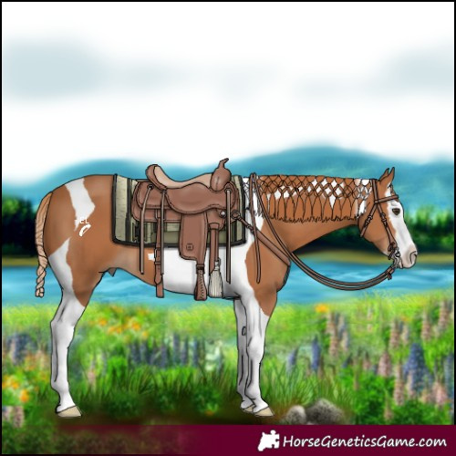 Horse Color:Chestnut Splash Tobiano 
