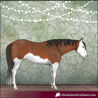 Horse Color:Bay Splash 