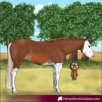 Horse Color:Chestnut Splash