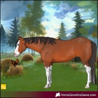 Horse Color:Bay Splash