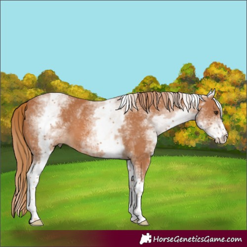 Horse Color:White Spotted Chestnut