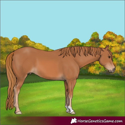 Horse Color:Chestnut 