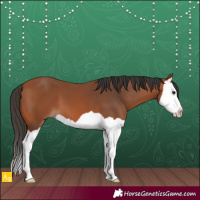 Horse Color:Bay Splash 