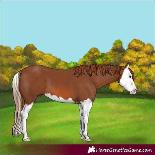 Horse Color:Chestnut Splash 