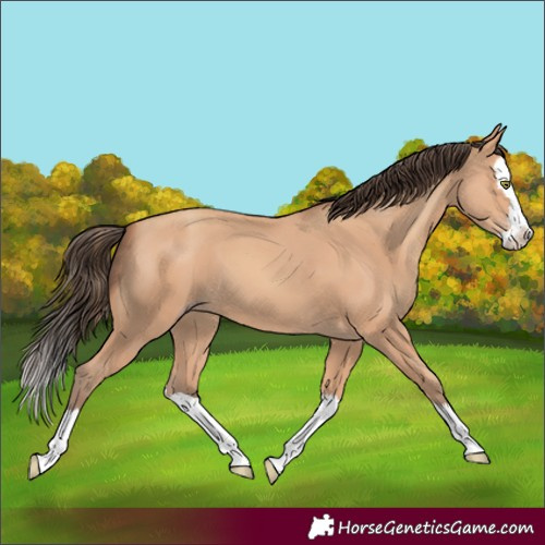 Horse Color:Amber Champagne Splash 