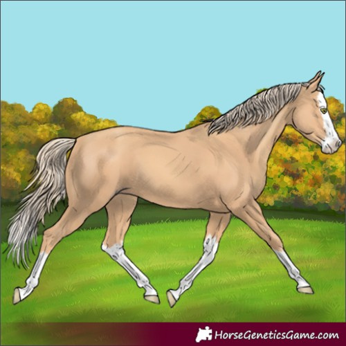 Horse Color:Gold Champagne Splash