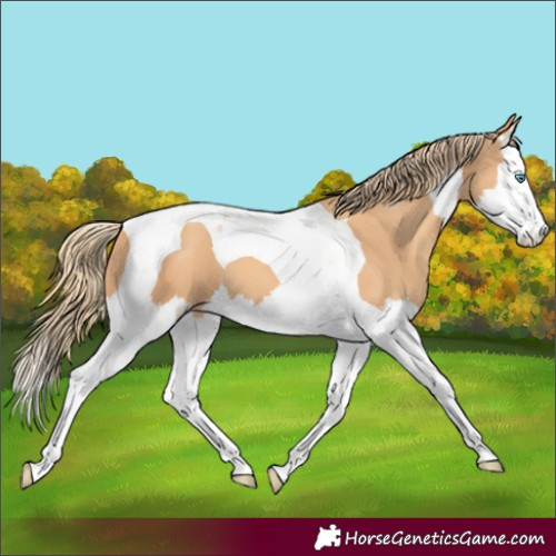 Horse Color:Gold Champagne Splash Tobiano 