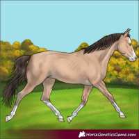 Horse Color:Amber Champagne Splash