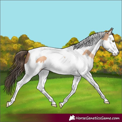 Horse Color:Amber Champagne Splash Tobiano