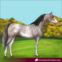 Horse Color:White Spotted Bay Roan Frame 