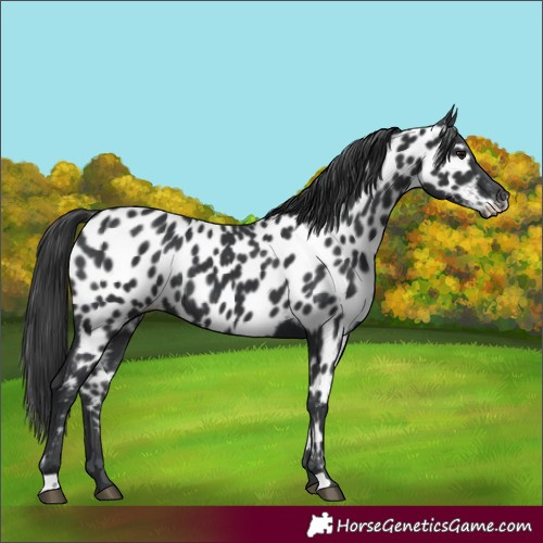 Horse Color:Black Near Leopard Rabicano
