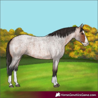 Horse Color:Bay Roan Splash 