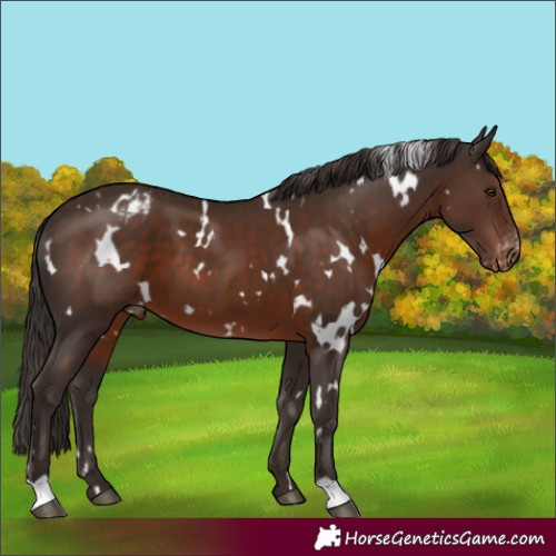 Horse Color:White Spotted Liver Chestnut Varnish