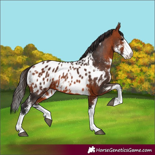 Horse Color:Bay Sabino Appaloosa 