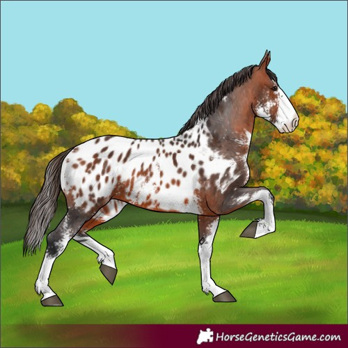 Horse Color:Bay Sabino Blanket