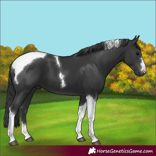 Horse Color:Black Tobiano 