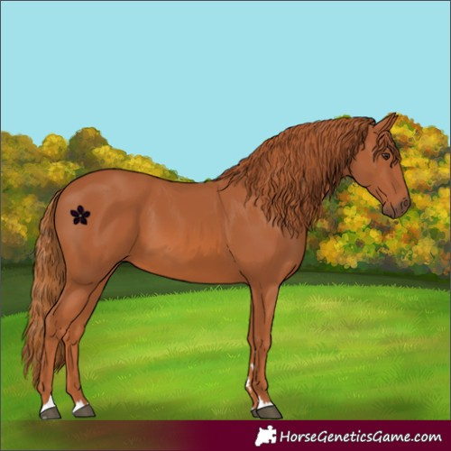 Horse Color:Chestnut 