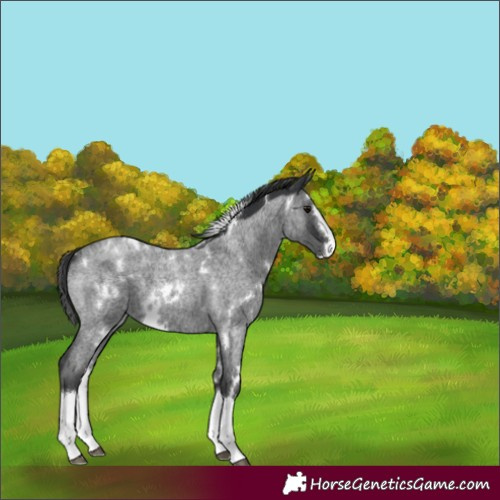 Horse Color:White Spotted Blue Roan Splash 