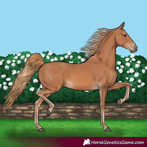 Horse Color:Chestnut 