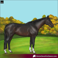 Horse Color:Brown Tobiano