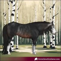 Horse Color:Gray Brown Sabino Rabicano