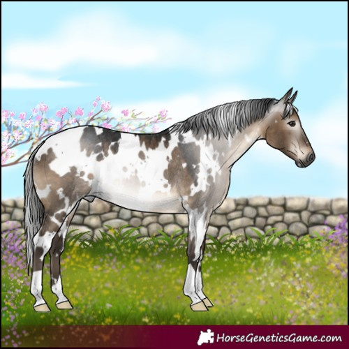 Horse Color:Gray White Spotted Brown Dun Rabicano 