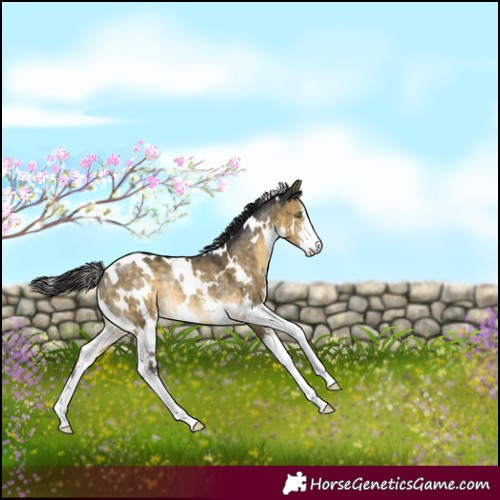 Horse Color:White Spotted Buckskin Dun Sabino Rabicano 