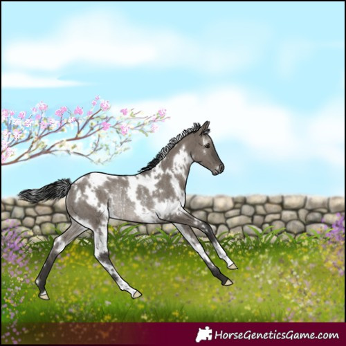 Horse Color:Gray White Spotted Smoky Grullo Rabicano Brindle