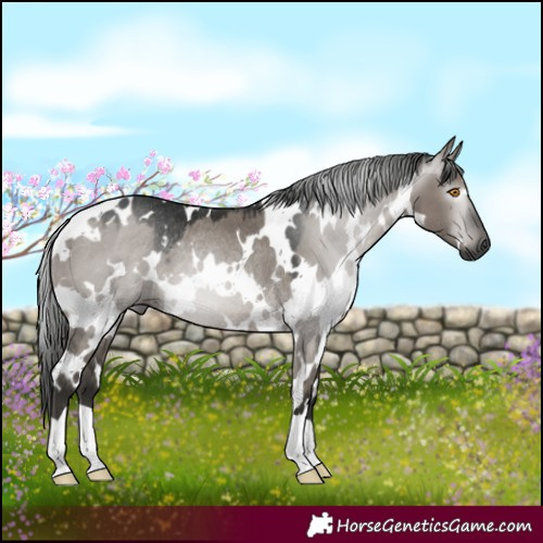 Horse Color:Gray White Spotted Grullo Rabicano 