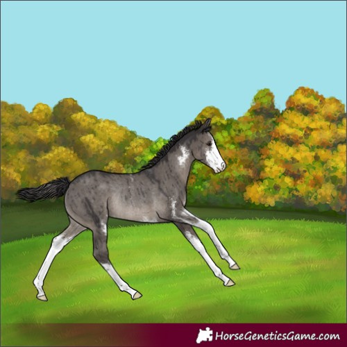 Horse Color:Smoky Grullo Sabino Rabicano Brindle 