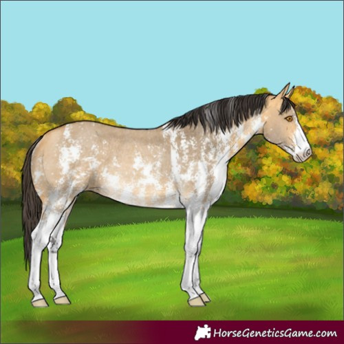 Horse Color:Buckskin Dun Sabino Rabicano 