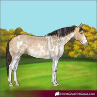 Horse Color:Buckskin Dun Sabino Rabicano