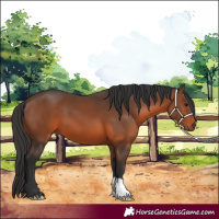Horse Color:Brown 