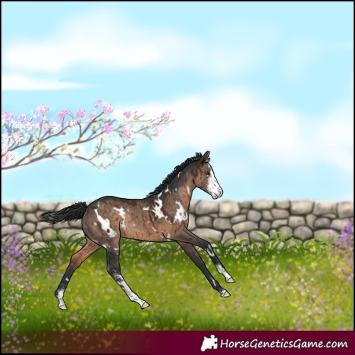 Horse Color:White Spotted Bay Dun Sabino Appaloosa Rabicano Brindle 