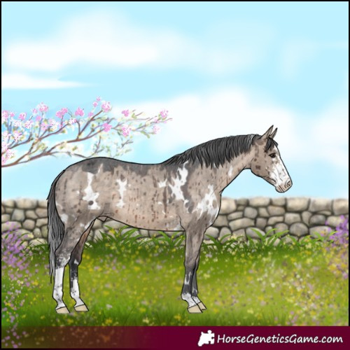 Horse Color:White Spotted Bay Dun Sabino Varnish Rabicano Brindle 