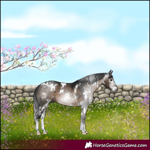 Horse Color:Gray White Spotted Brown Dun Sabino Brindle 