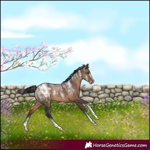 Horse Color:Powder White Brown Dun