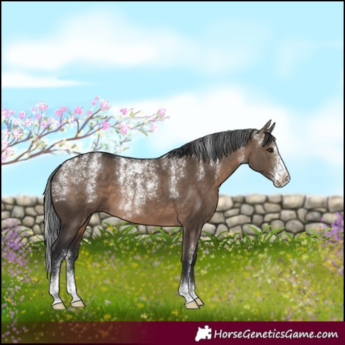 Horse Color:Powder White Brown Dun 