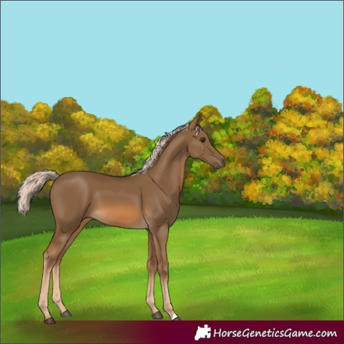 Horse Color:Chocolate Palomino 