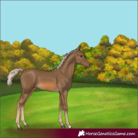 Horse Color:Chocolate Palomino 