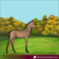 Horse Color:Bay Dun 