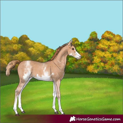 Horse Color:White Spotted Chestnut Sabino Frame 