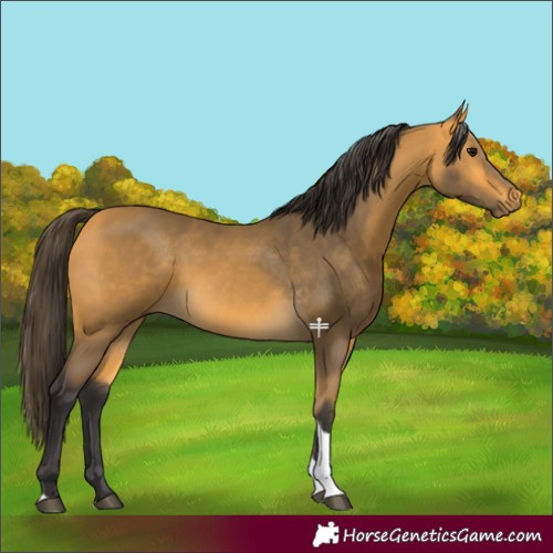 Horse Color:Buckskin Tobiano 