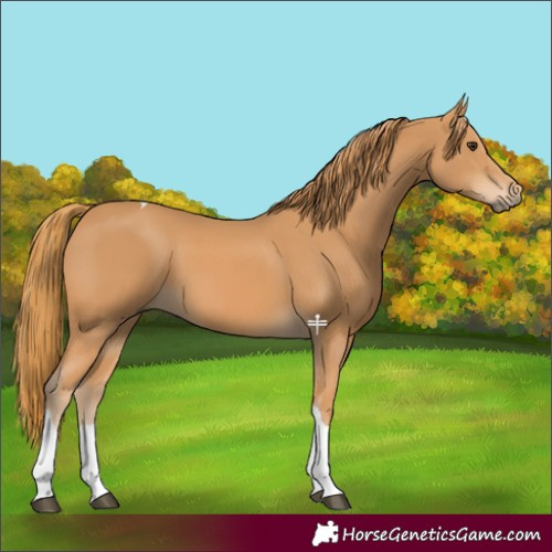 Horse Color:Chestnut Tobiano 