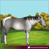Horse Color:Gray Grullo Tobiano 