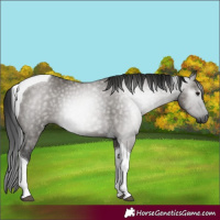 Horse Color:Gray Grullo Tobiano 