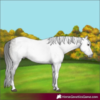Horse Color:Gray Grullo Tobiano
