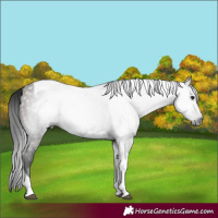 Horse Color:Gray Grullo Tobiano 