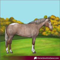 Horse Color:Gray Silver Blue Roan Pearl Tobiano 