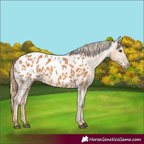 Horse Color:Chestnut Appaloosa 